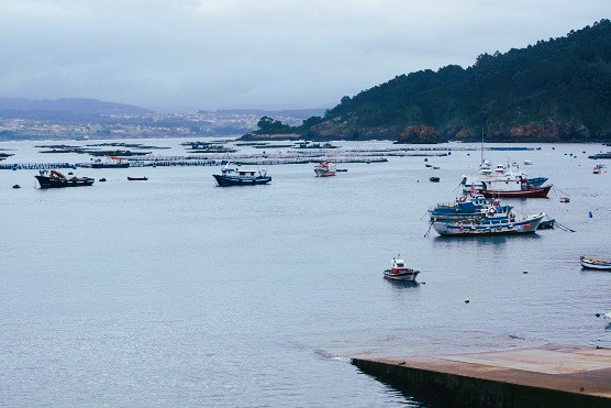 Bateas de mejillón en la ría de Betanzos frente a Lorbé