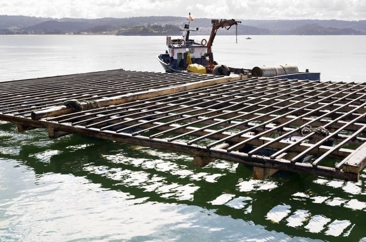 Mejillón de Lorbé cultivado en bateas sobre la ría de Betanzos